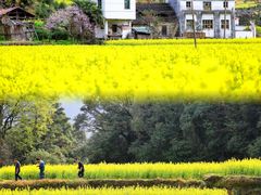 -婺源风景区