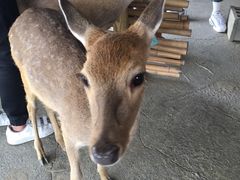 -鹿境梅花鹿生态园区