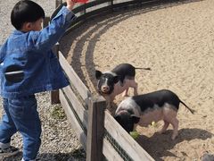 -前小桔亲子创意农场·草莓采摘·露营烧烤