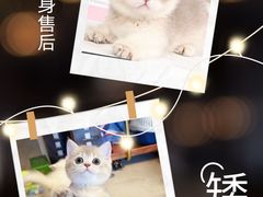 -70cat德文卷毛猫·缅因猫纯种猫舍