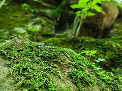 -本溪汤沟绿石谷森林公园