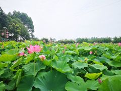 -老杨砂锅鱼庄