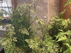 -江小渔鲜鱼火锅(西二道街店)