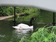 -九龙公园
