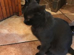 -绝城芋儿鸡(犀浦旗舰店)