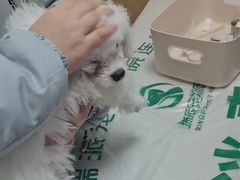 -瑞派宠物医院·24h·骨外科·皮肤科·全科宠物医疗转诊中心(沈阳浑南院)