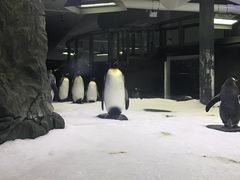 -悉尼海洋生物水族馆