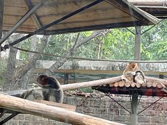-成都动物园