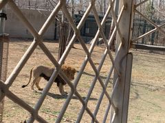 -秦皇岛野生动物园