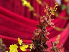 -三生有幸婚礼策划·求婚策划·婚纱照·领证跟拍