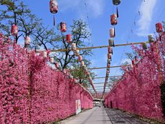 -北京凤凰岭