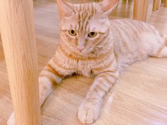 -滚猫咖啡·猫咖·猫友好撸猫(未来城店)