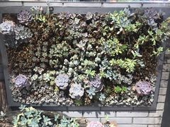 -丽江古城第一观景台