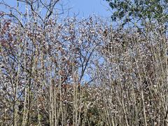 -铁山坪森林公园