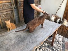 -喵屿·大理花园猫咖