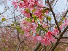 -天适樱花悠乐园