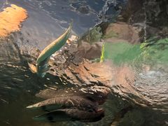 -上海海洋水族馆