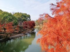 -上海海湾国家森林公园