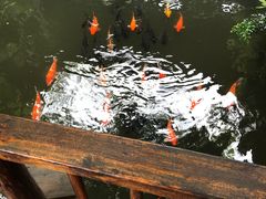 -优之名鹅城
