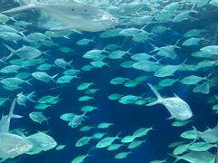 -上海海洋水族馆