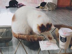 -喵屿·大理花园猫咖