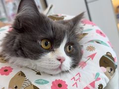 -贝康宠物医院·犬猫全科·小动物特色诊疗中心(东环路店)