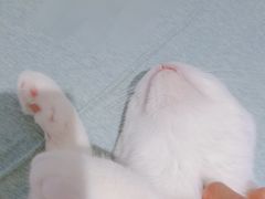 -喵的天空名猫咖啡馆·撸猫·猫舍·用品