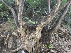 -孤山寨风景区