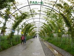紫藤大道-米果果小镇
