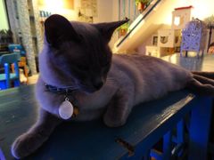 DSC02921-Sirena海妖日咖夜酒