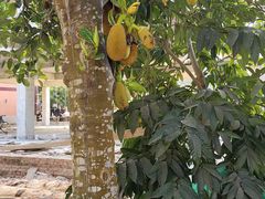 -西双版纳傣族园