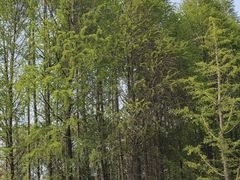 -昆山城市生态森林公园