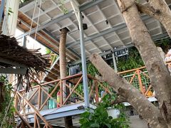-Rainforest