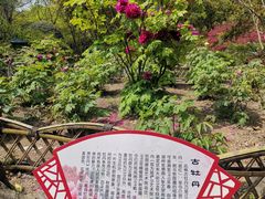 -秋霞圃