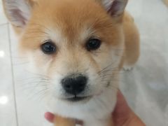 -柴犬小屋·柴餐厅·狗咖食堂(金鼎广场店)