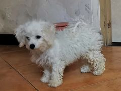 -萌兽医馆·绝育·24小时内科·宠物医院(德胜店)