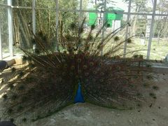 -临沂动植物园