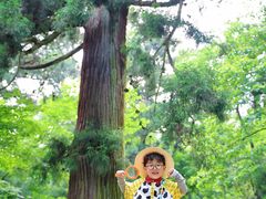 -天目山大树王景区