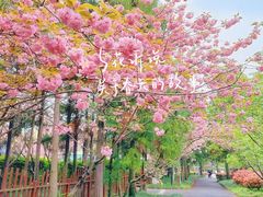 -东平国家森林公园