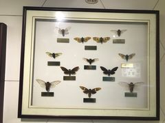 -上海昆虫博物馆