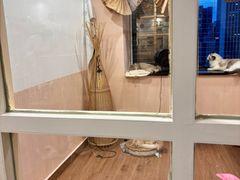 -楼上猫咖(罗湖店)