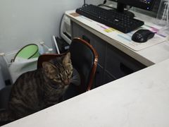 -pd派德宠物中心医院24H急重症·眼科中心·血液透析中心(嵩山北路店)