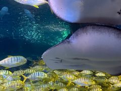 -太平洋海底世界