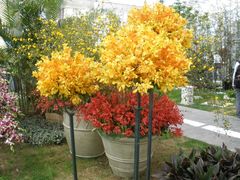 -上海鲜花港