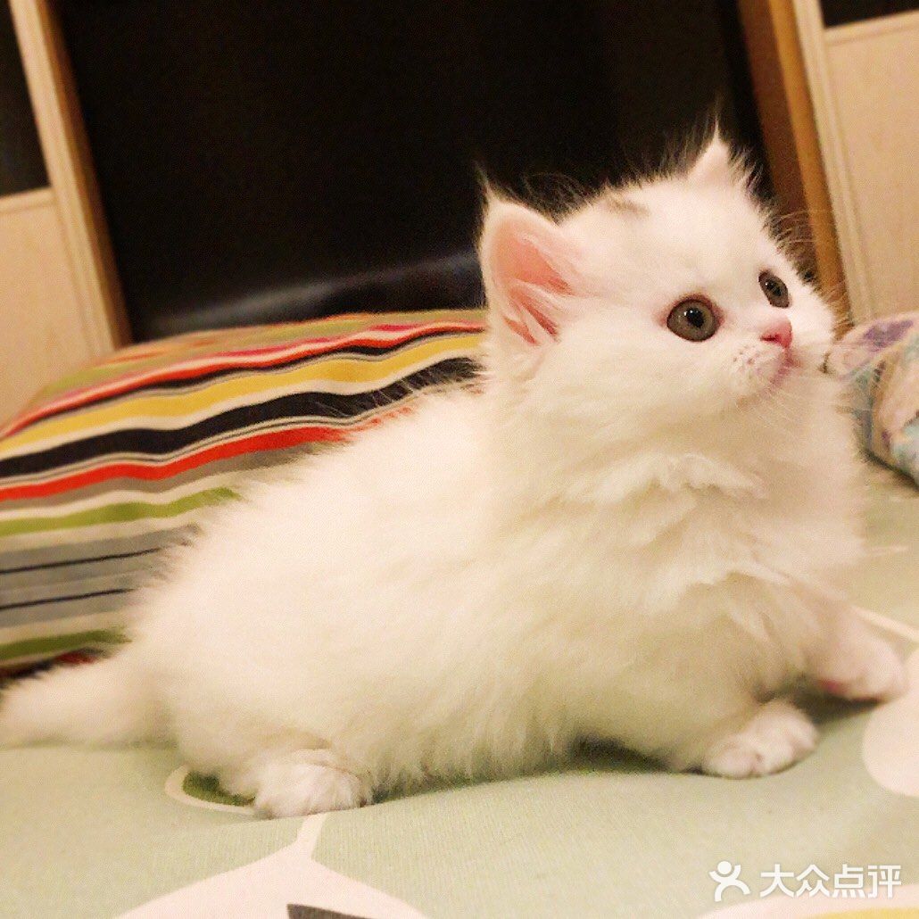 这是一只超“凶”的小猫咪！