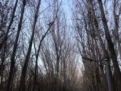-廊坊市自然公园