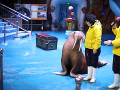 -烟台海昌鲸鲨海洋公园