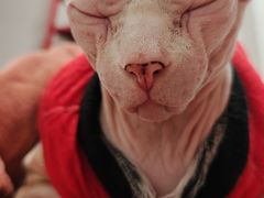 -瑞派天宁宠物医院·猫科·异宠中心