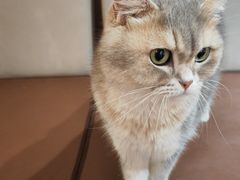 -MOCHA明星猫咖(田子坊店)