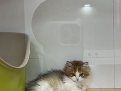 -青奢宠物·青奢猫舍